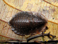 Forest roach (French Guiana)